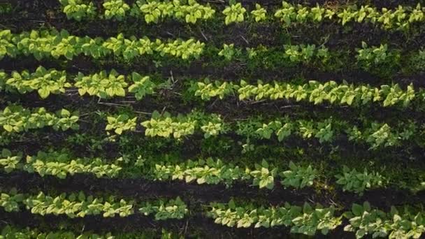 Aerial Vuelo Sobre Pequeño Campo Girasol Joven Agrocultura Concepto Cosecha — Vídeos de Stock