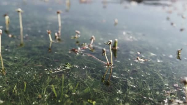 Vackra Fluffiga Vita Maskrosor Vårfält Soliga Dagar — Stockvideo