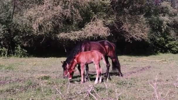 太陽に照らされたグレードの森の中の馬群と子馬の放牧 — ストック動画