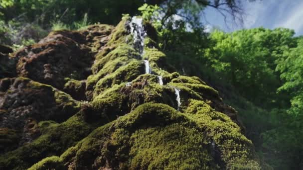 caméra se déplaçant entre les arbres dans la forêt verte / parc public 