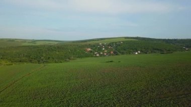 Küçük, genç bir ayçiçeği tarlasının üzerinden uçacağız. Tarım, hasat konsepti. Moldova, dünyanın ilk ay çekirdeği ve petrol ihracatçısı..
