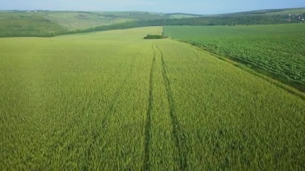 Vuelo Sobre Campos Con Trigo Joven Día Verano — Vídeo de stock