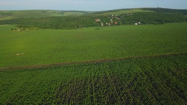 Vlucht Een Klein Jong Zonnebloemenveld Agrocultuur Oogstconcept Moldavië Werelds Eerste — Stockvideo