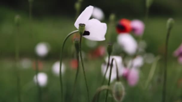 White Poppy Flowers Field Spring Time Close — Stock Video