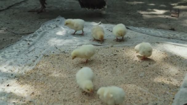 Muchos Polluelos Pequeños Preguntan Por Cámara Pitido Granja Pollos Primer — Vídeos de Stock