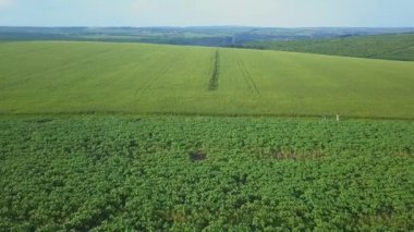 Yaz günü genç buğdaylarla tarlalar üzerinde uçmak
