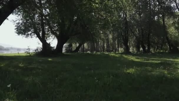 緑の森の木々の間を移動するカメラ 公共の公園 — ストック動画
