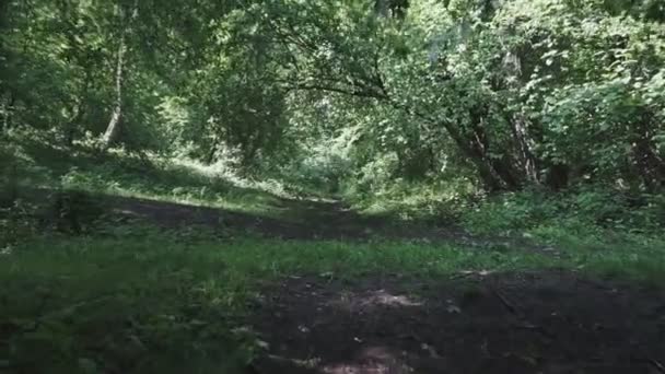 Caméra Déplaçant Entre Les Arbres Dans Forêt Verte Parc Public — Video