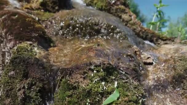 Kamera Bewegt Sich Zwischen Bäumen Grünen Wald Öffentlichen Park — Stockvideo