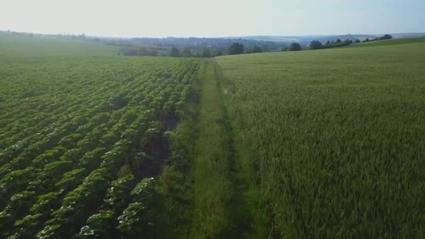 Полет Над Полями Молодой Пшеницей Летний День — стоковое видео