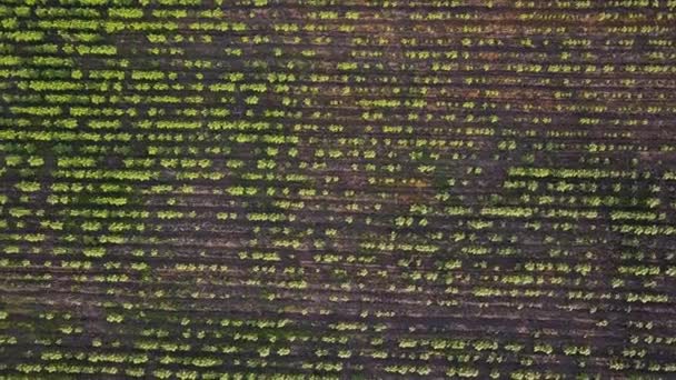 해바라기 필드를 농재배 몰도바는 해바라기 오일의 최초의 수출국입니다 — 비디오