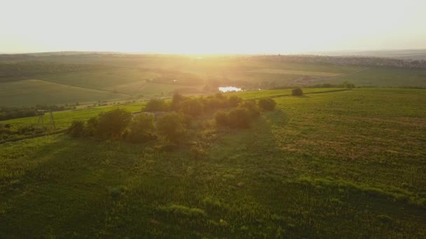 日没の間に緑のフィールド上を飛行する遅い空中ショット — ストック動画