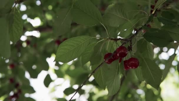 Röd Surkörsbärsträd Gren Med Par Välsmakande Frukt Vinden Närbild Körsbärsträd — Stockvideo