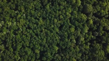 4k Hd Havadan görüntü kamera yoğun karışık ağacın yeşil ormandan yükselen hamle.