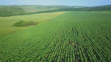 Yaz günü genç buğdaylarla tarlalar üzerinde uçmak