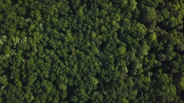 Cámara Visión Aérea Mueve Levantándose Desde Bosque Verde Árbol Mixto — Vídeo de stock