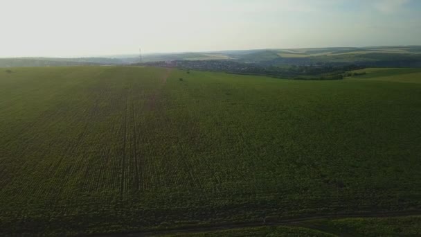 Aerial Vuelo Sobre Pequeño Campo Girasol Joven Agrocultura Concepto Cosecha — Vídeos de Stock