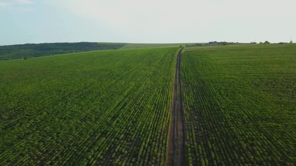 Aerial Vuelo Sobre Pequeño Campo Girasol Joven Agrocultura Concepto Cosecha — Vídeos de Stock