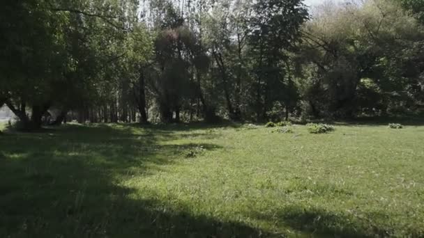 caméra se déplaçant entre les arbres dans la forêt verte / parc public 