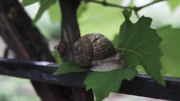 Helix Pomatia Roma Salyangoz Aşırı Makro Closeup Yeşil Yapraklarda Sürünen — Stok video