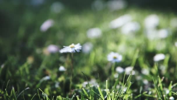 Campo Verano Con Margaritas Blancas Vídeo Alta Definición — Vídeos de Stock