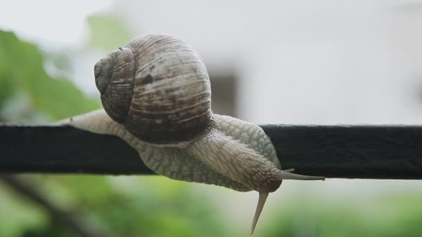 Front Extreme Macro Closeup Helix Pomatia Roman Snail Big Snail — Stock Video