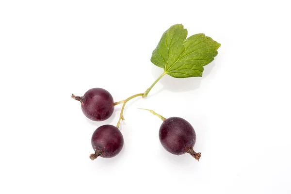 Black currant isolated — Stock Photo, Image