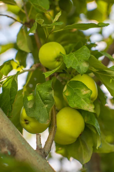 Żółte jabłka na farmie sadów — Zdjęcie stockowe