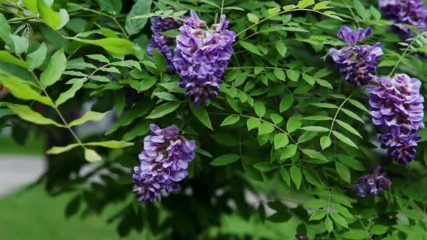 Pink Acacia Flower Closeup Robinia Pseudoacacia Tree Bloom — Stock Video