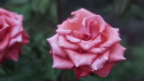 Vackra Rosa Rosor Blomma Rosenträdgården — Stockvideo