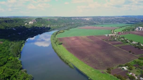 Piękne Róże Różowy Kwiat Ogrodzie Różanym — Wideo stockowe