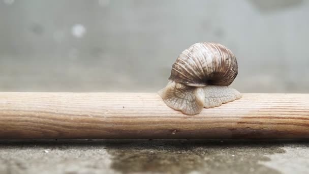 Macro-gros plan avant de l'escargot romain Helix pomatia. Gros escargot rampant sur un bâton de bois .