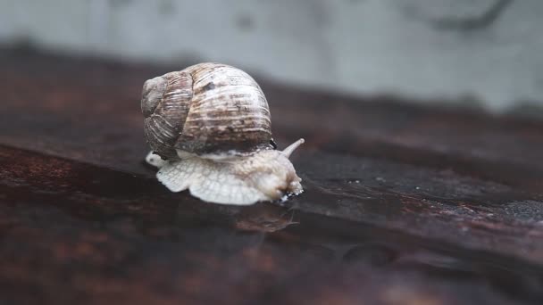 Schnecke Kriecht Durch Das Brett Garten Holzbrett — Stockvideo