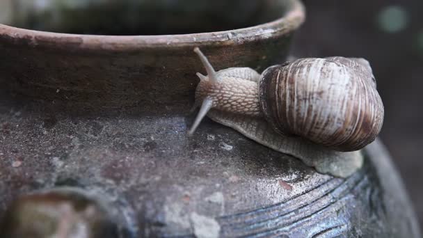 Helix Pomatia Roma Salyangoz Aşırı Makro Closeup Kil Sürahiüzerinde Sürünen — Stok video