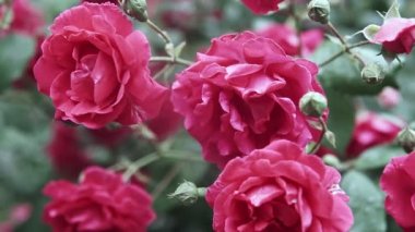 Güzel pembe gül çiçek gül bahçesinde