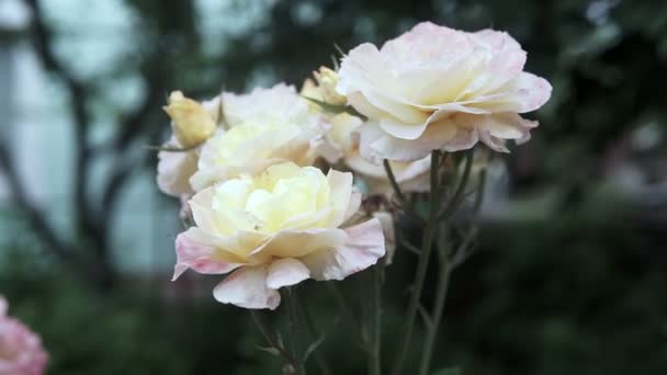 Videoaufnahmen Der Weißen Rose Flower White Blume Nahaufnahme Garten Nahaufnahme — Stockvideo