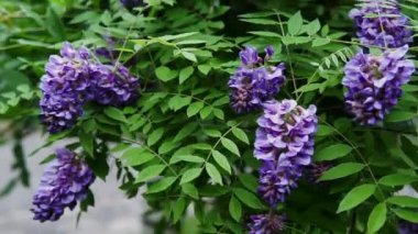 Pembe akasya çiçeği closeup . Robinia pseudoacacia ağaç çiçek.