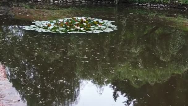 Witte waterlelie in een vijver. Nymphaea alba. Prachtige witte waterlelie en tropische klimaten. Water lelie achtergrond. Water lelies videobeelden. — Stockvideo