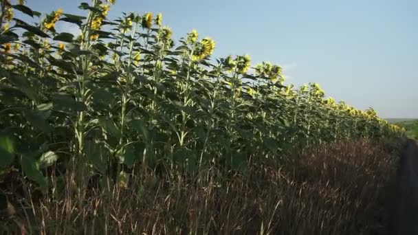 Tournesols dans le champ. Beaux champs avec tournesols en été . — Video