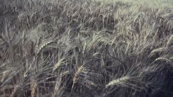 Buğday tarlası. Tarlada altın buğday kulakları. Olgunlaşan çayırlık buğday tarlalarının arka planı. Zengin hasat kavramı — Stok video