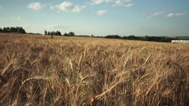 Pole pszenicy. Złote uszy pszenicy na polu. Tło dojrzewających uszu łąkowego pola pszenicy. Koncepcja bogatych zbiorów — Wideo stockowe