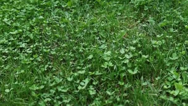 Herbe Verte Fraîche Vue Dessus Avec Vent Texture Carrelée Transparente — Video