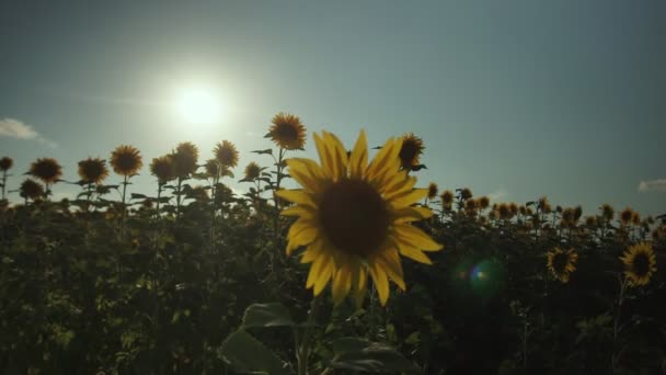 向日葵田。充满活力的向日葵田野特写与许多黄色的花朵, 在夏季全景. — 图库视频影像