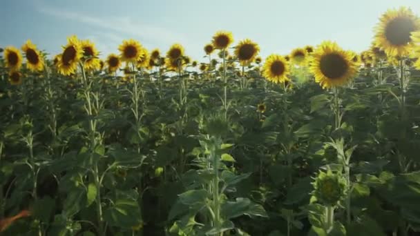 Tournesols dans le champ. Beaux champs avec tournesols en été .