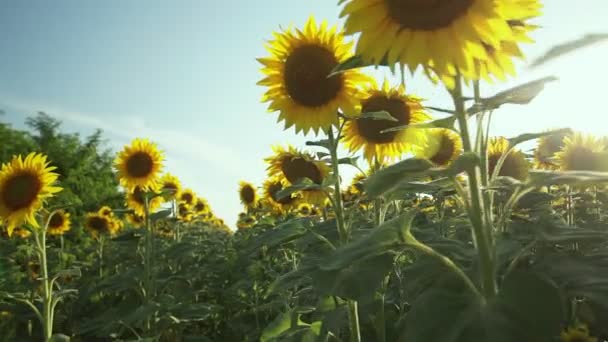 Campo de girasol. Campo de girasol vibrante primer plano con muchas flores amarillas, panorama en verano . — Vídeos de Stock