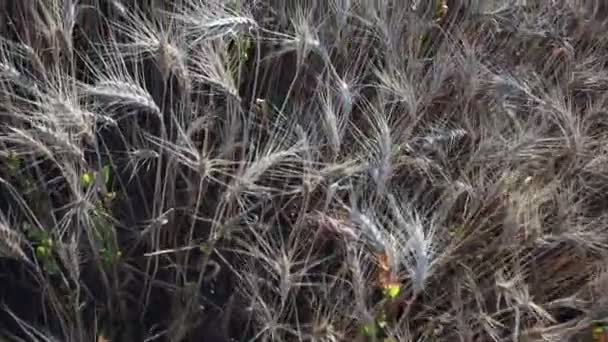 Buğday tarlası. Tarlada altın buğday kulakları. Olgunlaşan çayırlık buğday tarlalarının arka planı. Zengin hasat kavramı — Stok video
