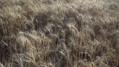 Buğday tarlası. Tarlada altın buğday kulakları. Olgunlaşan çayırlık buğday tarlalarının arka planı. Zengin hasat kavramı