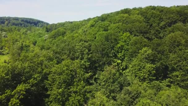 Luchtfoto Camera Beweegt Oprijzen Uit Groene Woud Van Dichte Gemengde — Stockvideo