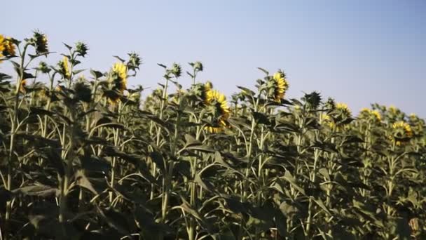 Girasoles Campo Hermosos Campos Con Girasoles Verano — Vídeos de Stock