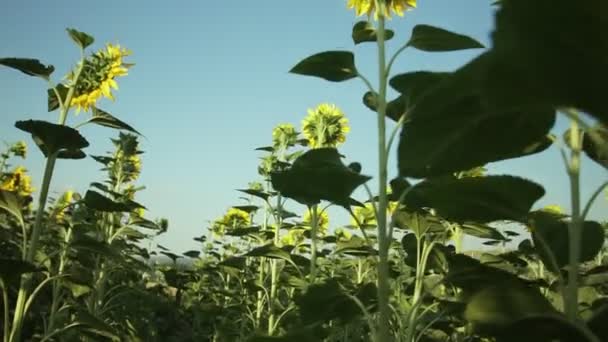 Sonnenblumenfeld Lebendiges Sonnenblumenfeld Nahaufnahme Mit Vielen Gelben Blüten Panorama Sommer — Stockvideo